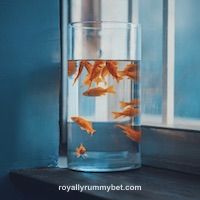 User Avatar - Rajesh K.